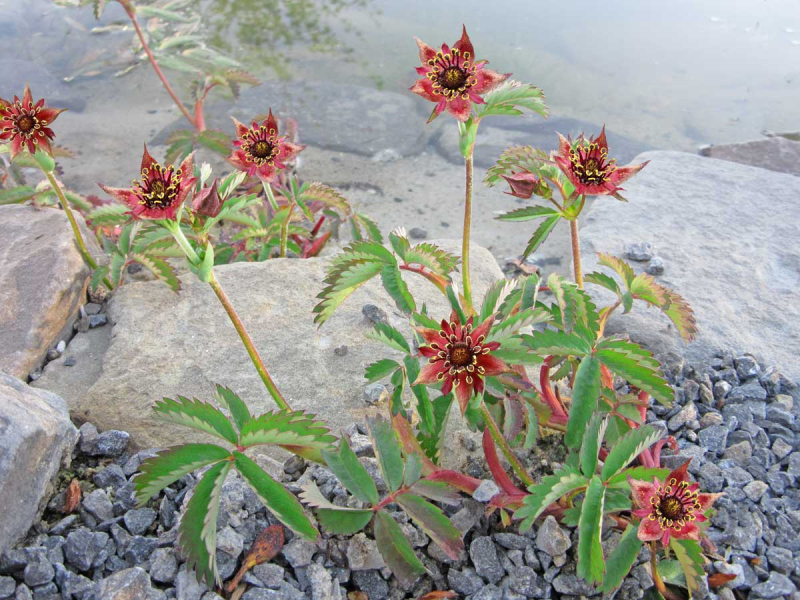 Potentilla palustris - Blutauge